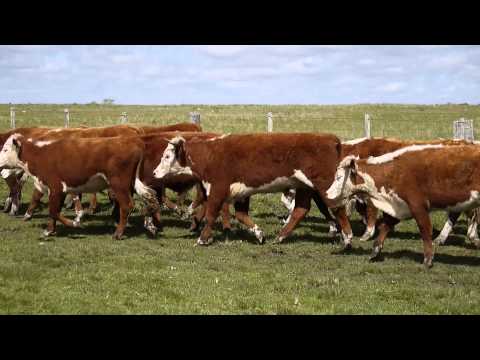 75 NOVILLOS DE 1 A 2 AÑOS