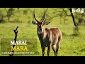 Masai Mara Wild Animals Tamil Documentary