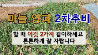 마늘 양파 2차 추비  할 때 이것 2가지 같이하세요 튼튼하게 잘 자랍니다 #주말농장  #마늘.양파 가꾸기.
