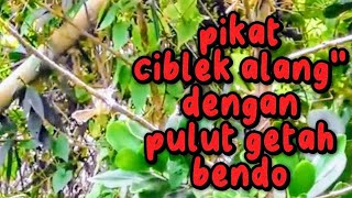 Download lagu Pikat Ciblek Alang Alang Ciblek Meong pikat pakai pulut getah bendo suara mp3 hp mp3