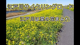 江戸川菜の花サイクリングロード