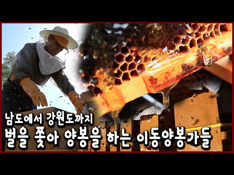 , title : '계속 달려드는 벌들과의 사투! 여왕벌을 지켜라! 이동양봉가들 이야기 (KBS_20180609)'