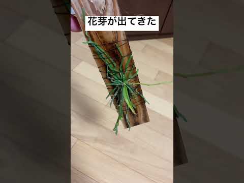 園芸 台湾蘭、プレイオネ