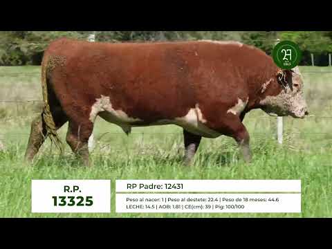 RP 13325 TORO HEREFORD