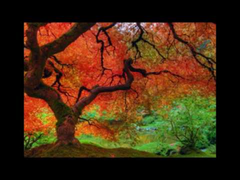 Kasveti Şair - Sıla