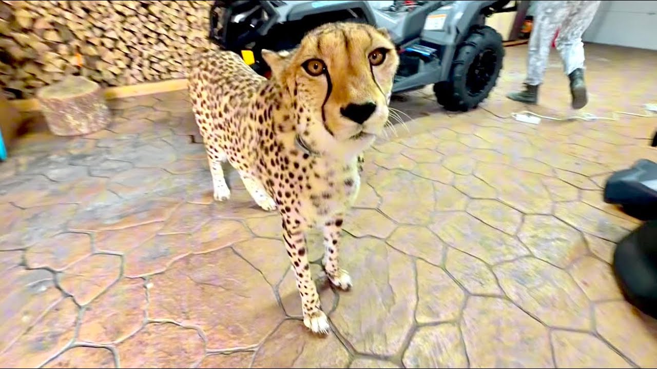 Герда любит находиться с Сашей в гараже! Кошка как лучший друг!