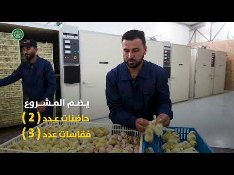 ⁣افتتاح مشروع مفقس لإنتاج أفراخ الدجاج