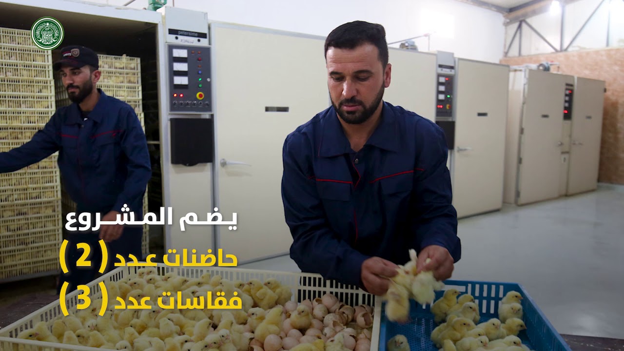 ضوء :افتتاح مشروع مفقس لإنتاج أفراخ الدجاج