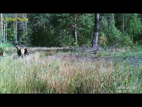 Rotwild in der Lausitz - Bad im Waldtümpel
