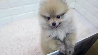 ポメラニアンの動画01
