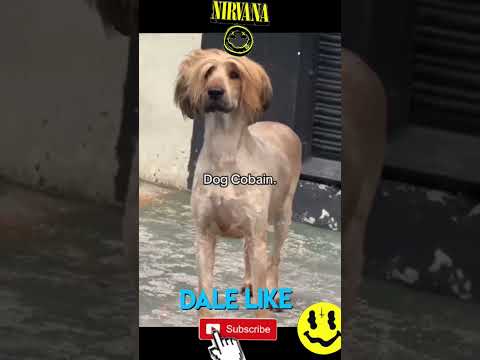 el dog Cobain 🤣🤣🤣 #humor #comedia #viralvideo #tiktok #jeje #gracioso #nirvana