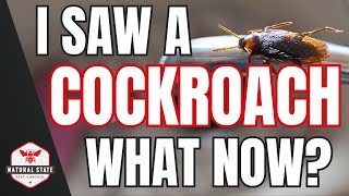 Spotted a COCKROACH at home? TAKE THESE 3 STEPS NOW!