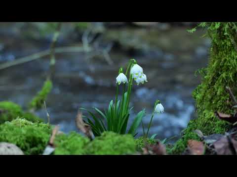 Liquid Fraction - The End Of Spring DuB -  Deep DuB Techno Mix - May 2025