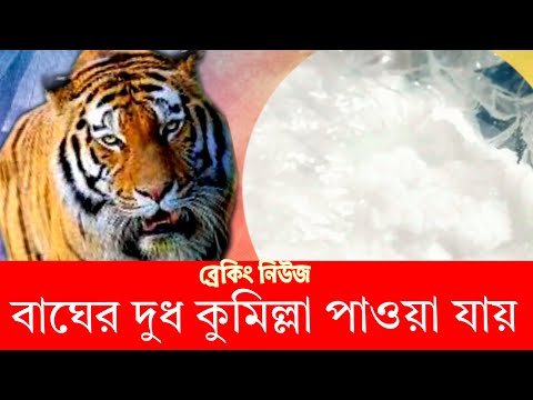 Tiger milk | বা‌ঘের দুধ | 4K | Comilla