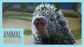 Taking Care of Our Sick Porcupine by Animal Wonders