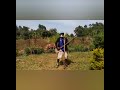 Daudi Kabaka Shauri Moyo MUKHWASI PAPA COMEDY