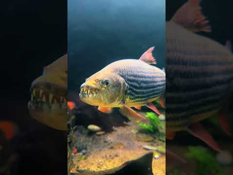 Top 5 Exotic Freshwater Predator Fish for an Aquarium