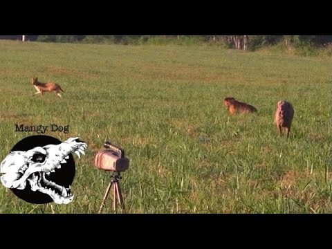 Mad Female Runs Down The Dogs - Coyote Hunting With Decoy Dogs