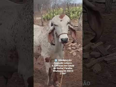 Touro Gir Leiteiro: 6.500 reais em Catolé do Rocha/ Paraíba. Whatsapp 84 99810 2784*#gado