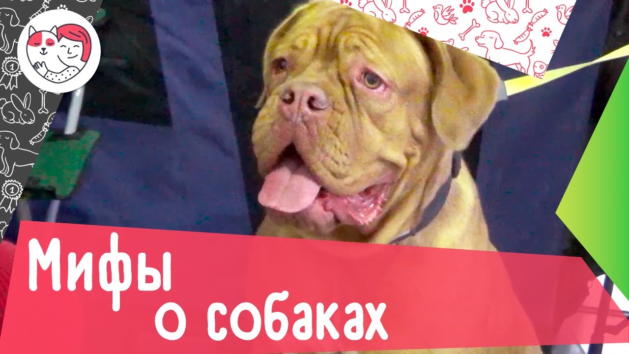 5 популярных мифов о поведении собак