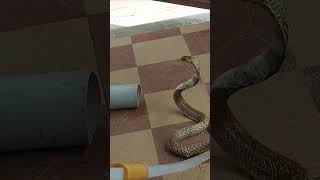 Download lagu Godhumai Nagam (Brown Cobra) mp3 Download lagu Godhumai Nagam (Brown Cobra) mp3