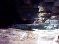 Bear In Pool