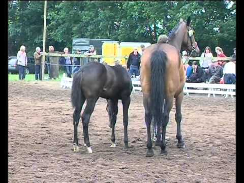 Holsteiner Fohlenchampionat 2013 Schleswig-Flensburg Siegerehrung Stuten