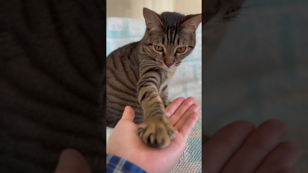 Amazing Cat Performs Magic Trick! #Cats #tricks #catmagictrick #funny #entertaininganimals