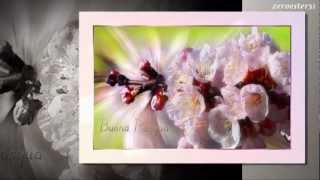 Mattinata Fiorentina - artisti vari - cover