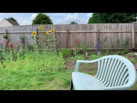 Stanley in the back garden.