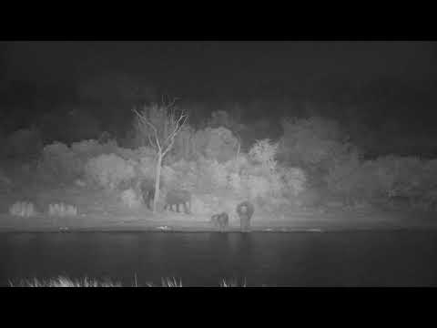 Djuma: Elephants drinking - 18:54 - 08/27/2023
