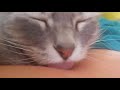 Cat Licking Arm ASMR Part 3