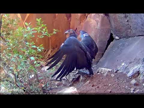 Devils Gate Condor Chick Gets Front And Center On The Condor Cam — Sept. 25, 2017