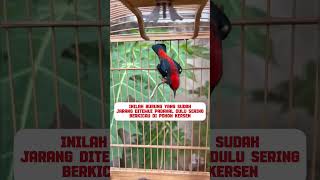 Download lagu Kemade bird Avatar #bird #office chirping #chirping mania #wild chirping bird #birds #masteran mp3