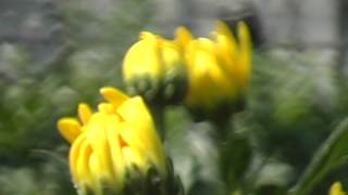 Download lagu The 'Natsubiyori' Chrysanthemum mp3 Download lagu The 'Natsubiyori' Chrysanthemum mp3