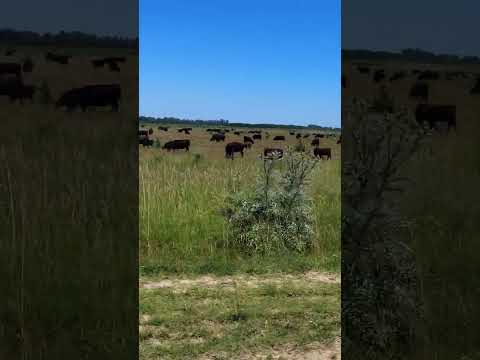 Campo y Vacas en Coronel Brandsen Buenos Aires Argentina