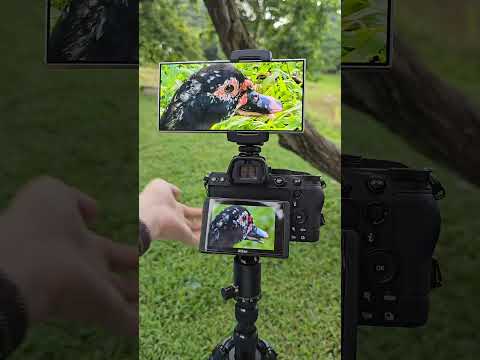 Samsung Galaxy S24 Ultra Vs Nikon Z5 Zoom Test | S24 Ultra Vs DSLR #samsung #nikon #cameratest #tech