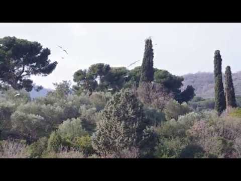 La danza quotidiana dei gabbiani sulla vetta del “Monte”