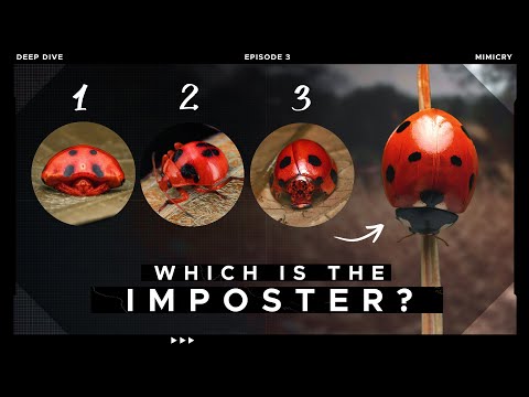 Mimicry - When Animals Copy Other Animals