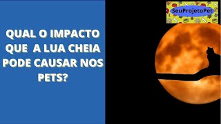 QUAL O IMPACTO QUE A LUA CHEIA PODE CAUSAR NOS PETS?
