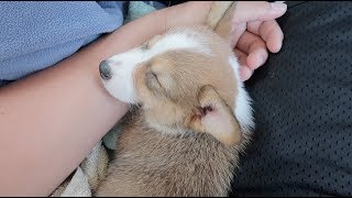 BRINGING HOME A CORGI PUPPY!!! (VLOG #216)
