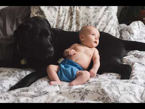 Dogs and Babies 💕 Cute Baby Playing With Dogs Compilation