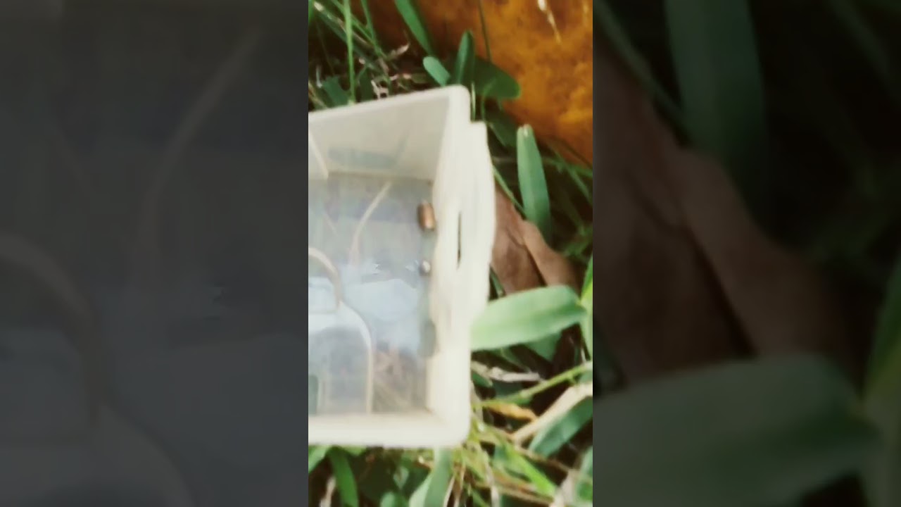 needles spring in hay stack.