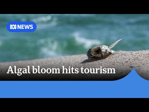 Algal bloom causing ‘heartache’ on parts of Yorke Peninsula | ABC NEWS
