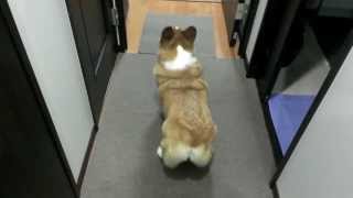DOG SHAKES BUBBLE BUTT TWERK SONG