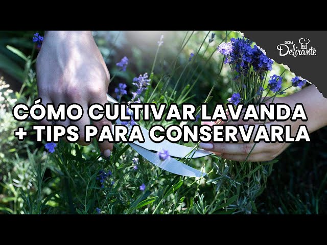 ¿Para qué sirve la lavanda? Usos en la cocina y beneficios
