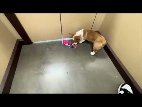 Pembroke Welsh Corgi - 313 video preview
