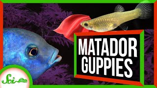 Meet the Daring Matador Guppies of Trinidad