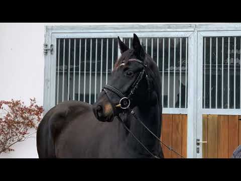 RUBY 4j. v. Roman Nature - Decurio VB 8.500,- Euro