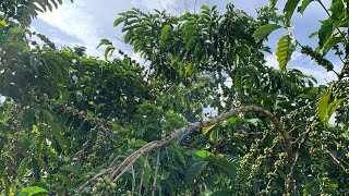 Download lagu Kopi LANCUR Buah lebat mudah dirawat mp3